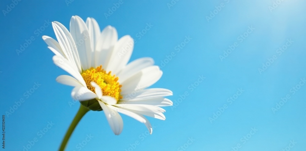 White and yellow petals of a daisy blooming against the clear blue sky, shade, light White and yellow petals of a daisy blooming against the clear blue sky, shade, light