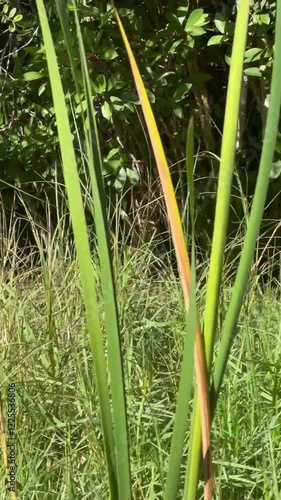 Iguana in the Everglades of Florida, United States