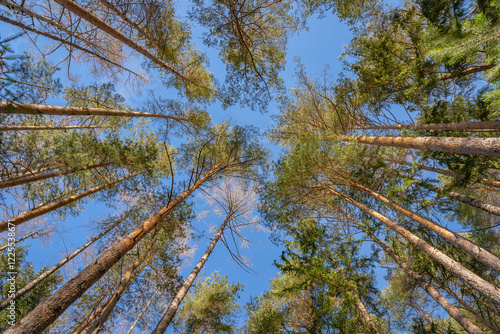 Trees from looking up.