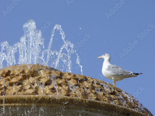 Bird European herring gull, Larus argentatus stands on fountain with clear water gushing out on sunny weather with blue sky. Topics: ornithology, natural environment, water source, nature, fauna
