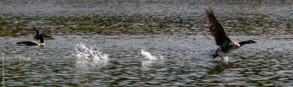Fototapeta premium A flock of Canada Goose taking off the water.