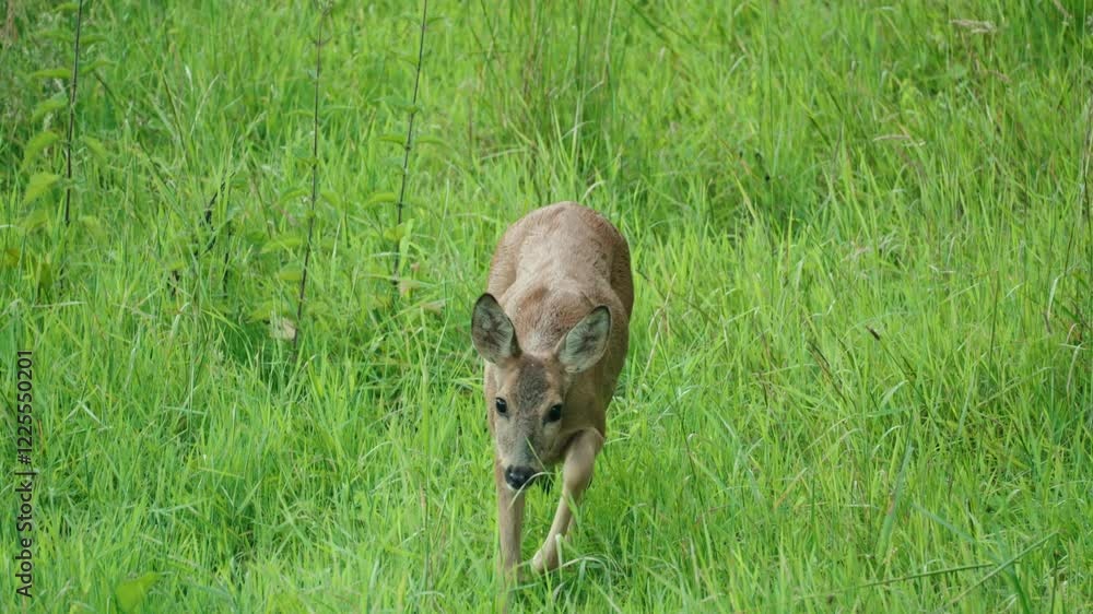 Roe deer eat plants in the forest