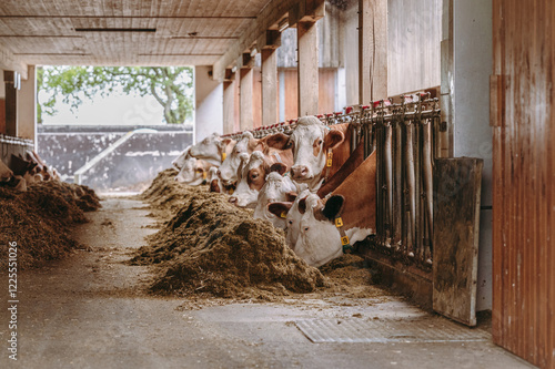 Milchkühe eines Bauernhofes fressen Silage photo