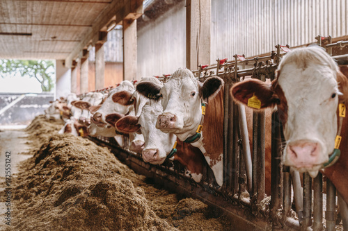 Fotografía Milchkühe eines Bauernhofes fressen Silage