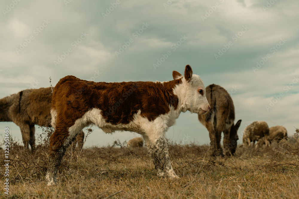 Gentle Newborn Calf Resting in the Golden Sunlight, Embracing the Warmth and Serenity of a Peaceful Green Meadow Gentle Newborn Calf Resting in the Golden Sunlight, Embracing the Warmth and Serenity of a Peaceful Green Meadow