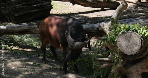 African forest buffalo (Syncerus caffer nanus), also known as the dwarf buffalo photo