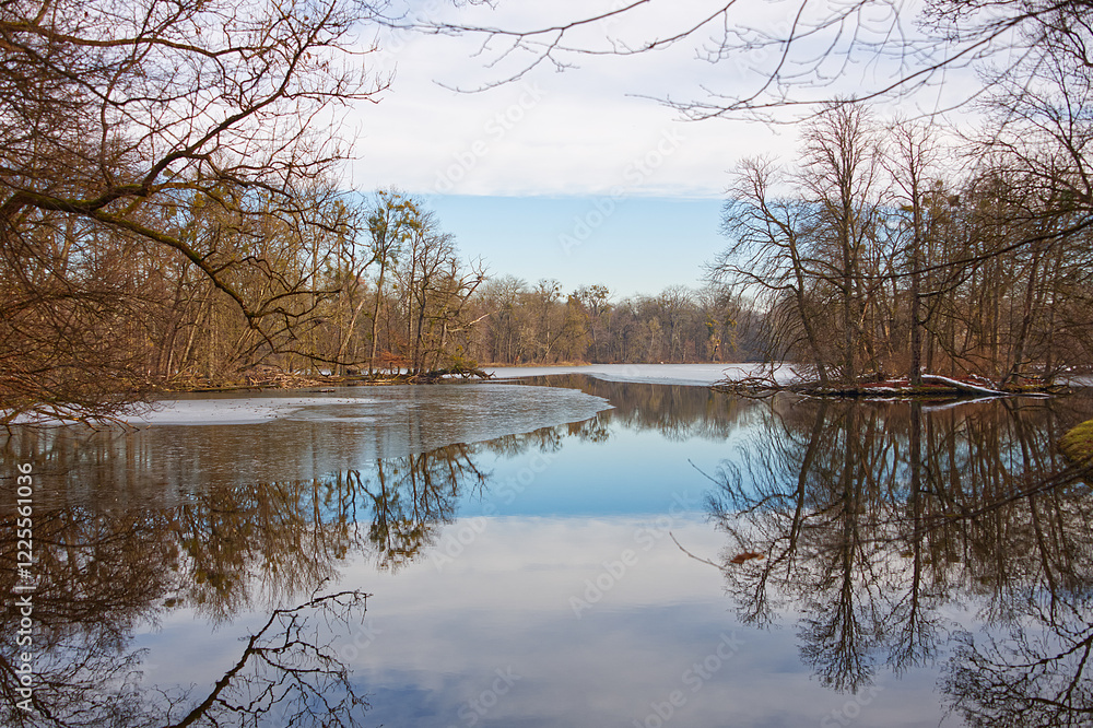 Trees and tree trunks with mirroring on the shallow water of the lake pond Trees and tree trunks with mirroring on the shallow water of the lake pond