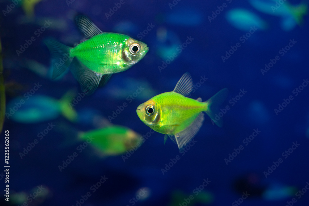 Fototapeta premium Aquarium fish-ternetzi swim. Two fish are green. The Latin name Gymnocorymbus ternetzi. Close-up, blue background.