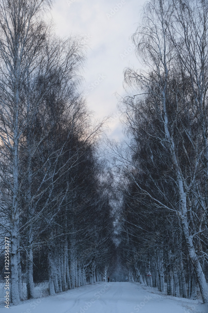 birch alley in wintertime. Latvia. Stalgene village birch alley in wintertime. Latvia. Stalgene village