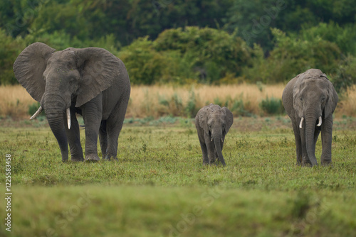 Photography Bull African Elephant (Loxodonta africana) in musth following a group of female