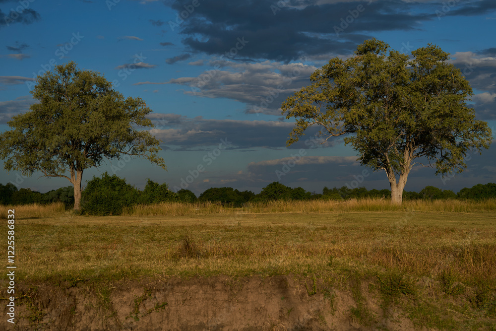 Fototapeta premium Landscape of large mature trees and open grassland in South Luangwa National Park in Zambia