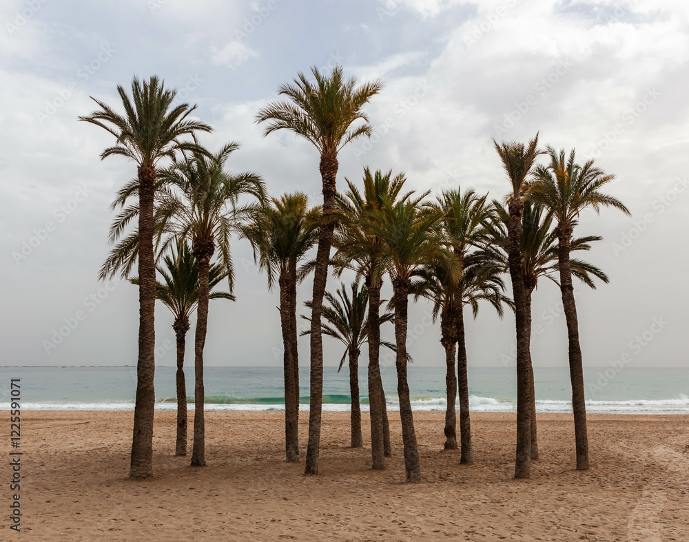 Obraz premium Cluster of palm trees on the beach in Villajoyosa (La Vila Joiosa) town in Valencian Community, Spain.