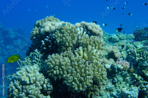 Rasp coral or cauliflower coral, knob-horned coral (Pocillopora verrucosa) undersea, Red Sea, Egypt, Sharm El Sheikh, Montazah Bay photo