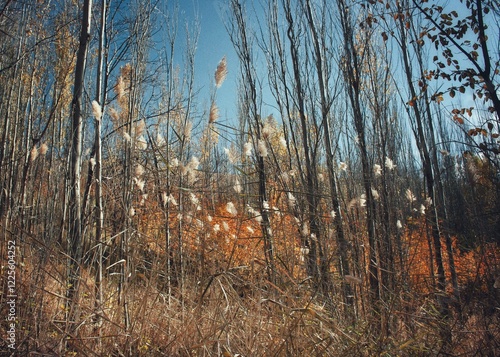 Wallpaper Mural A view of a forest area Torontodigital.ca