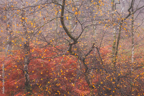 Misty Autumn Woodland with Bare Twisting Trees and Golden Leaves Against a Backdrop of Rust-Coloured Ferns and Fog, Creating a Serene and Atmospheric Fall Scene
