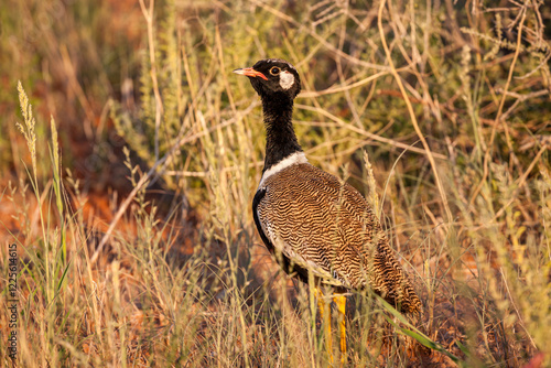 South Africa, Botswana, Kgalagadi Transfrontier Park, Northern Black Korhaan (Afrotis afraoides) photo