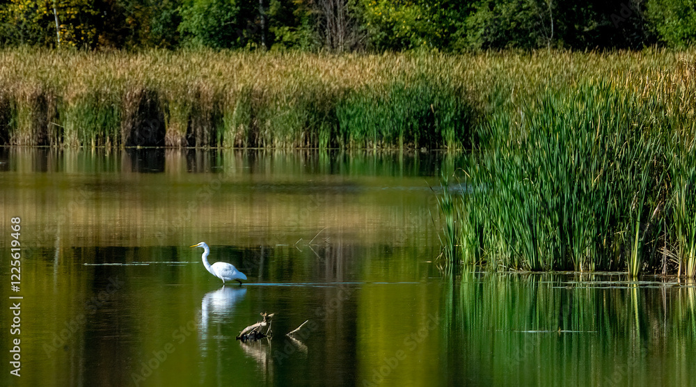 An egret resting and watching over the calm lake. An egret resting and watching over the calm lake.