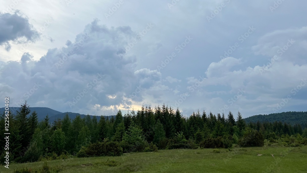 Fototapeta premium forest in the mountains