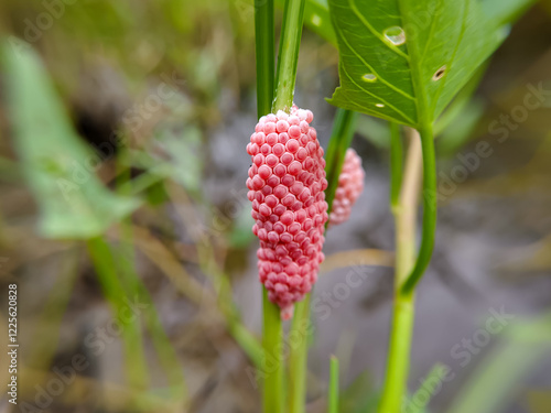 Field snail eggs on water spinach (Pila ampullacea) photo