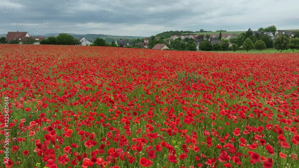 Aerial view of vibrant poppy field with blooming flowers and a peaceful village, Kochersberg, France. Aerial view of vibrant poppy field with blooming flowers and a peaceful village, Kochersberg, France.