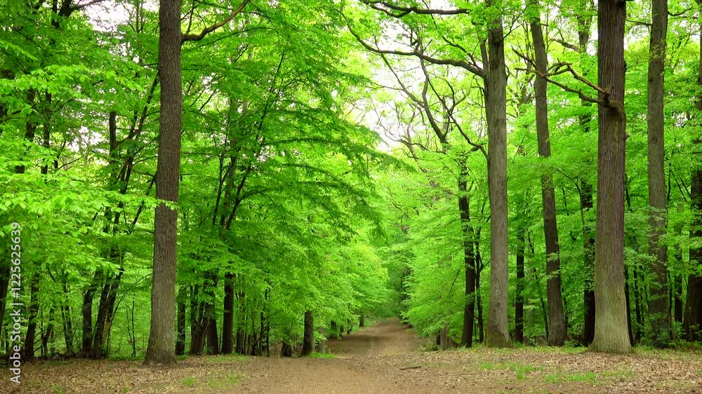 Beautiful spring forest with fresh green leaves and path. Magic, land, park, summer, alley, day, flora, peace, zen, breeze, wind, grove, leafy, view, scene, scenic, motion, tilt up. Prores. 4K. Beautiful spring forest with fresh green leaves and path. Magic, land, park, summer, alley, day, flora, peace, zen, breeze, wind, grove, leafy, view, scene, scenic, motion, tilt up. Prores. 4K.
