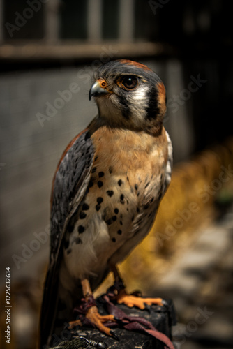 full take of falcon/cernicalo, full body of falcon/cernicalo photo