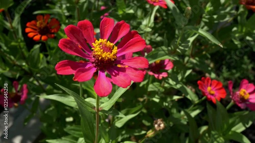 A footage of Zinnia Peruviana petals in Sunlight  