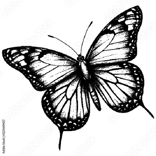 Butterfly on white background.