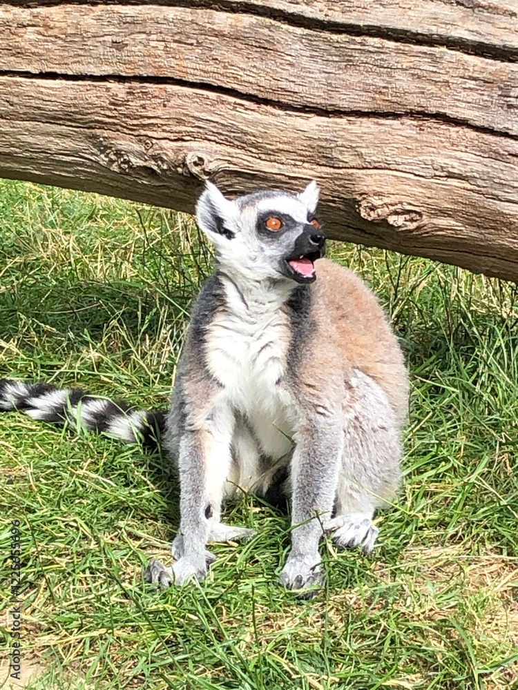 Obraz premium ring lemur
