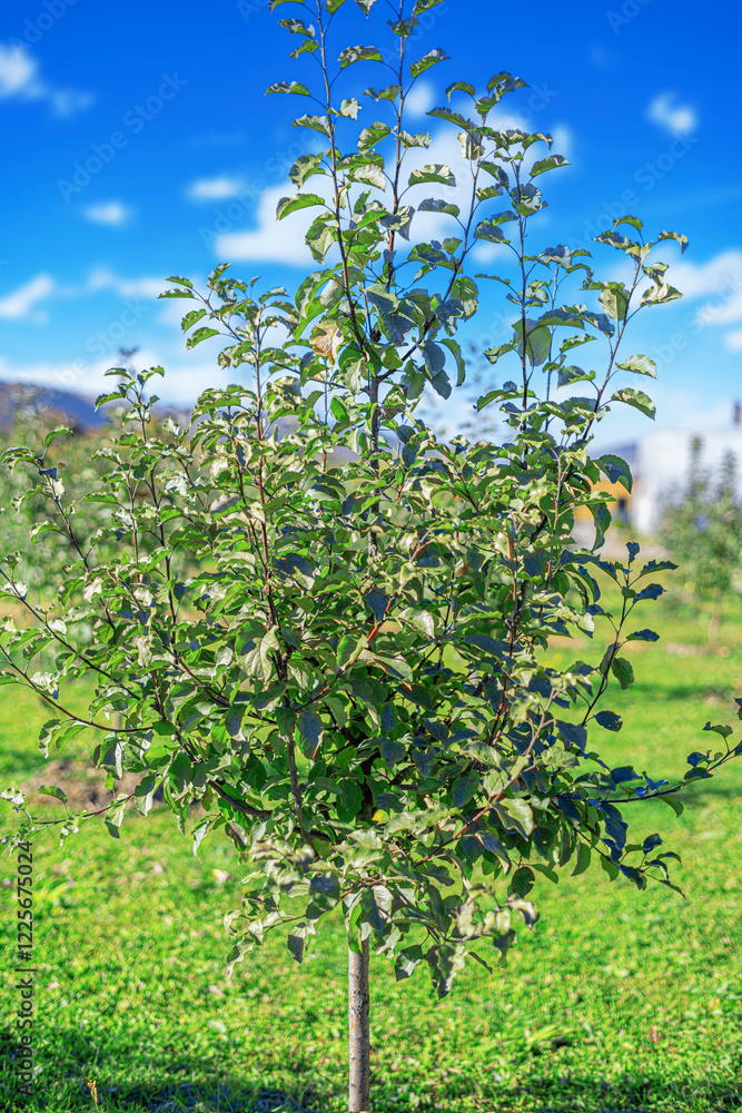A young apple tree sapling on a farm plot.