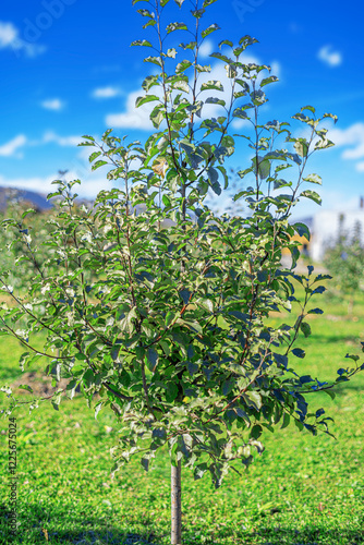 Obraz na płótnie A young apple tree sapling on a farm plot. w salonie