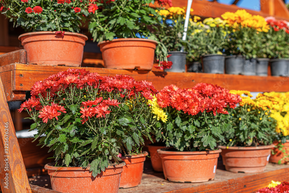 A beautiful assortment of chrysanthemums in red, yellow, and white colors is displayed in terracotta pots on wooden shelves. The vibrant flowers are bathed in sunlight.