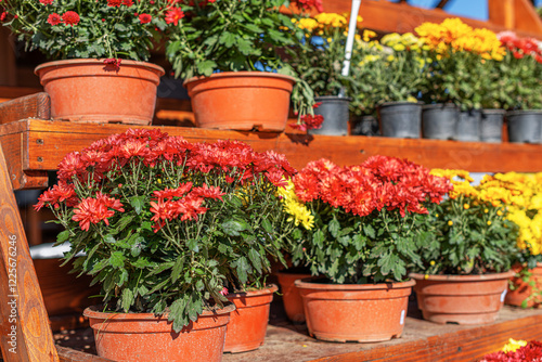 Obraz na płótnie A beautiful assortment of chrysanthemums in red, yellow, and white colors is displayed in terracotta pots on wooden shelves. The vibrant flowers are bathed in sunlight. w salonie
