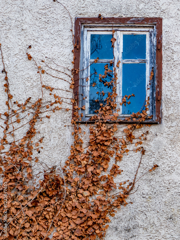 Wilder Wein an der Fassade eines alten leerstehenden Hauses Wilder Wein an der Fassade eines alten leerstehenden Hauses