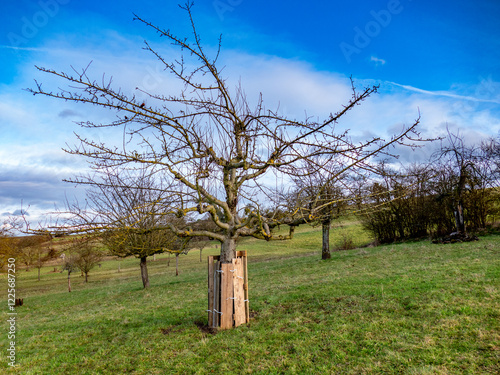 Obstbäume im Winter photo