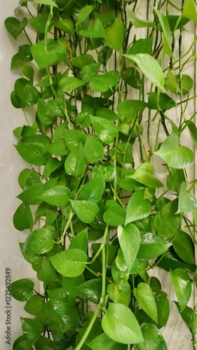 Epipremnum aureum (Scindapsus) – lush, trailing houseplant with vibrant green, heart-shaped leaves