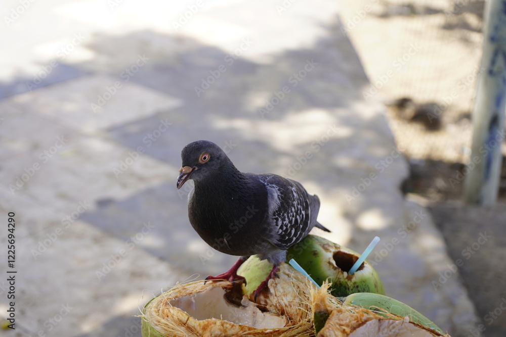 Obraz premium Feral pigeons (Columba livia domestica or Columba livia forma urbana), eating coconut meat, also called city doves, or street pigeons. Mirelles Beach, Fortaleza - Ceara, Brazil.