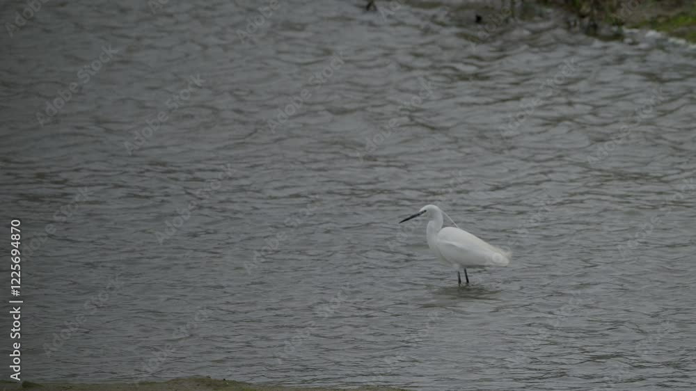 Little Egret-Egretta garzetta Fishing in a strong wind storm Little Egret-Egretta garzetta Fishing in a strong wind storm