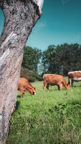Kühe grasen auf grüner Weide