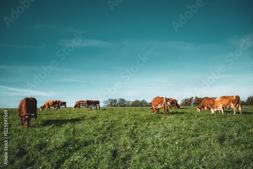 Kuhherde auf grüner Weide vor blauem Himmel