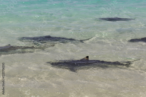 Sharks Swimming in Shallow Crystal Clear Water near Tropical Shoreline, Marine Wildlife in Natural Habitat, Ocean Predator in Coastal Waters