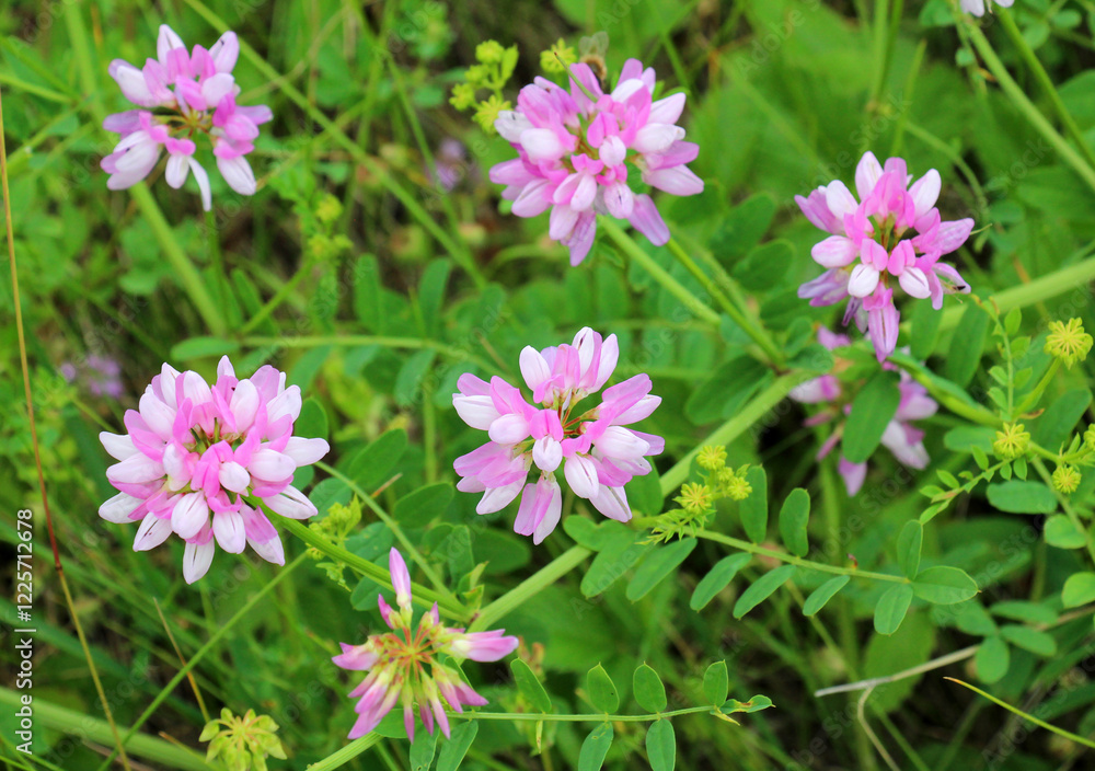 Fototapeta premium In nature, Securigera varia grows in herbs