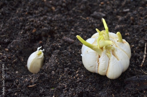 head of garlic, planting garlic in the ground