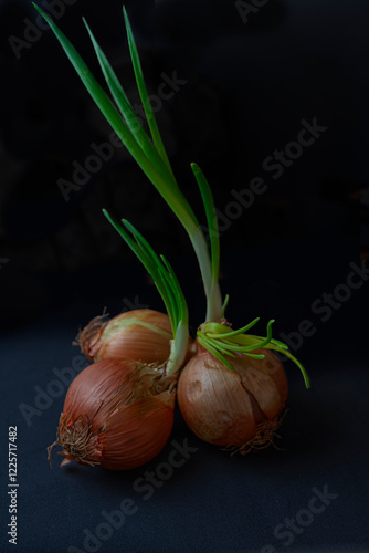 Cebollas germinadas sobre fondo negro