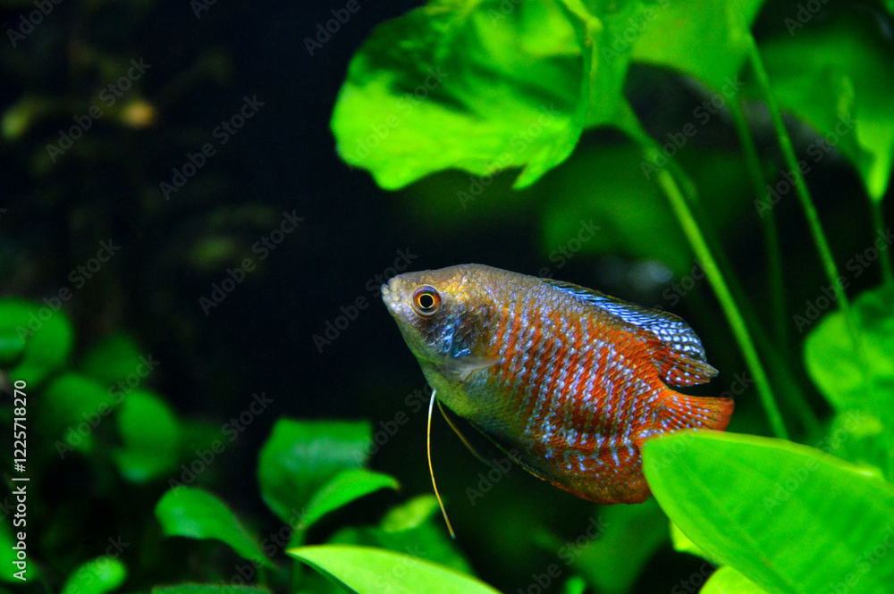 A beautiful dwarf gourami. is a species of gourami native to South Asia. It’s a beautiful fish, very colorful. A beautiful dwarf gourami. is a species of gourami native to South Asia. It’s a beautiful fish, very colorful.