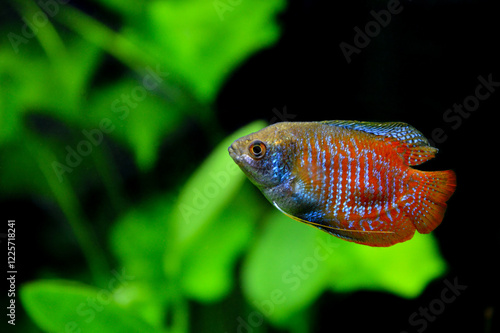 A beautiful dwarf gourami. is a species of gourami native to South Asia. It’s a beautiful fish, very colorful.