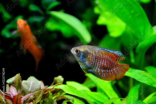 A beautiful dwarf gourami. is a species of gourami native to South Asia. It’s a beautiful fish, very colorful.