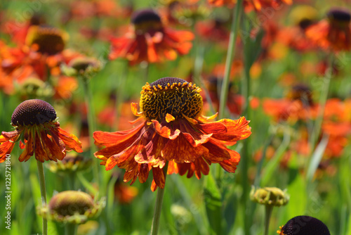 Helenium autumnale flower, also known as Common Sneezeweed or Common Sneezewort photo