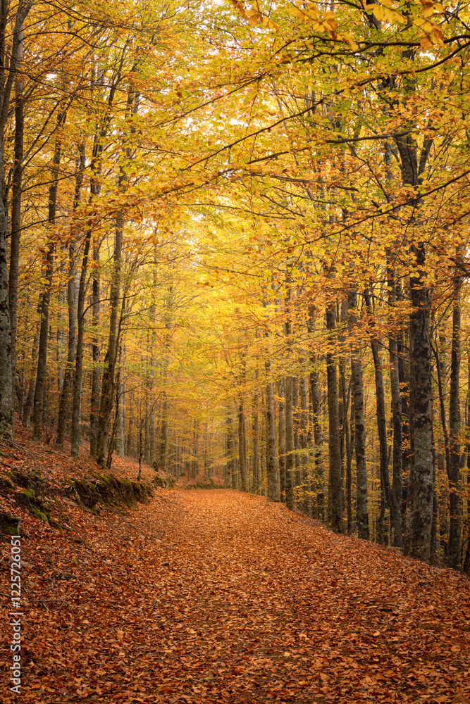 Fototapeta premium Faias