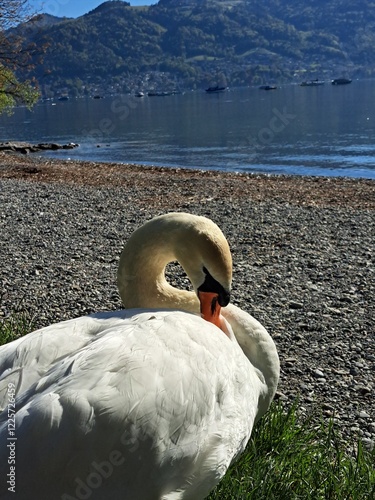 A white swan on the shore of a lake in the mountains. A lake in the Swiss mountains. Swan on the background of the mountains. 